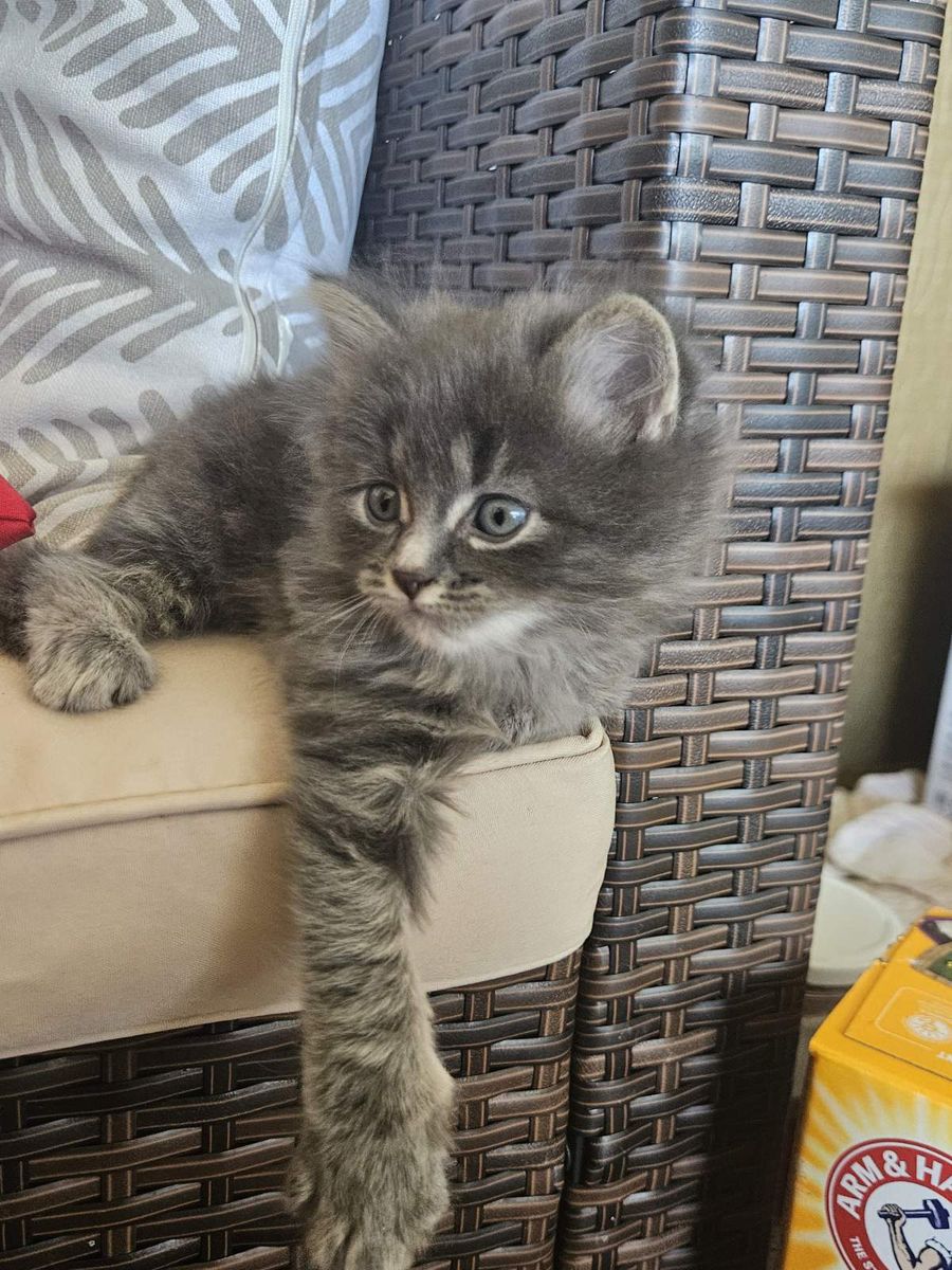 Cutest kittens