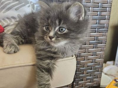 Cutest kittens