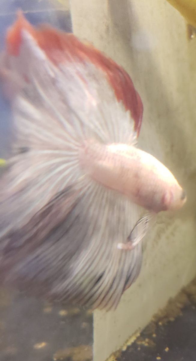 Import halfmoon Betta.