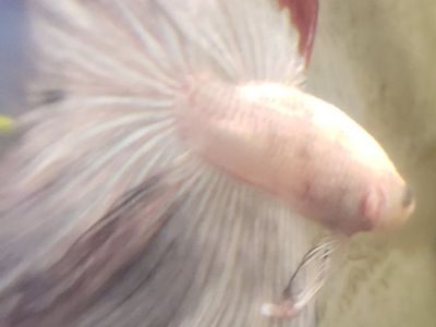 Import halfmoon Betta.