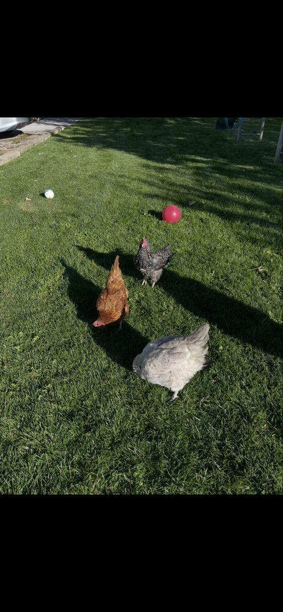 Prolific 2 Year Old Laying Chickens