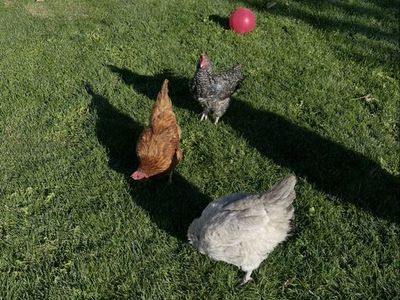 Prolific 2 Year Old Laying Chickens