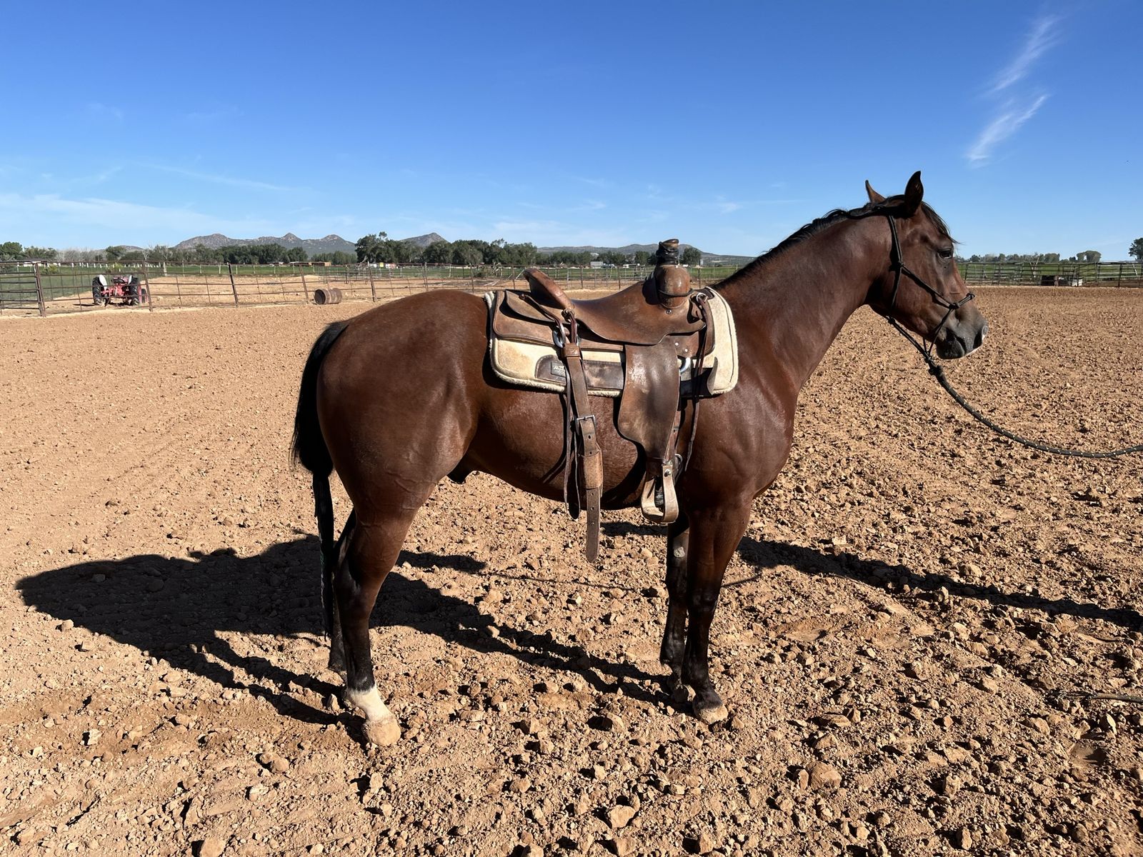 2024 CSR Dual Glo Colt