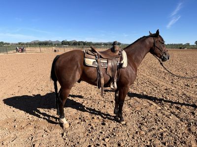 2024 CSR Dual Glo Colt