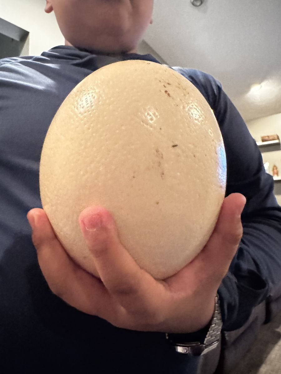 2 Ostrich Eggs