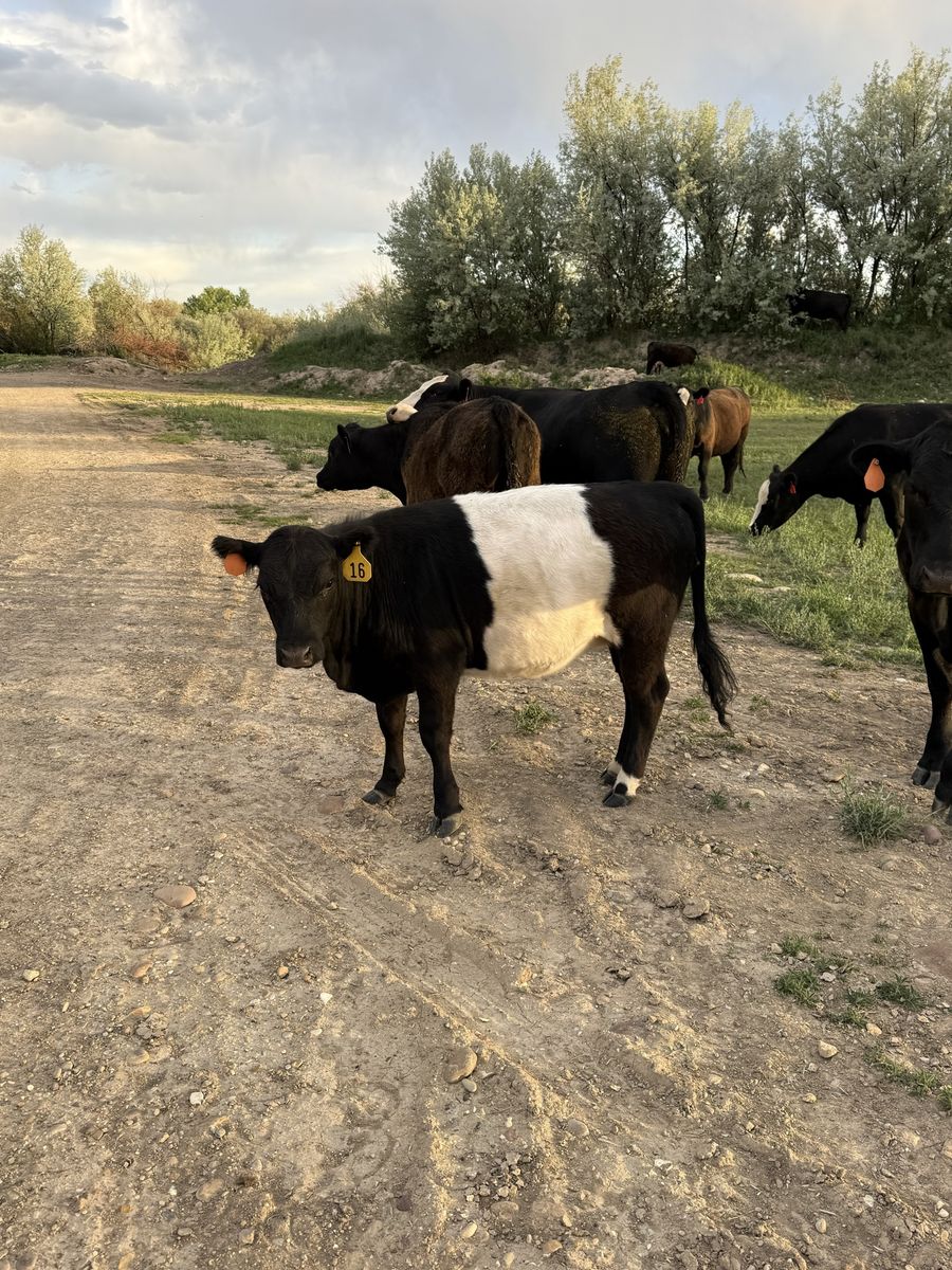 Belted yearling heifer