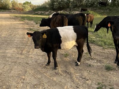 Belted yearling heifer