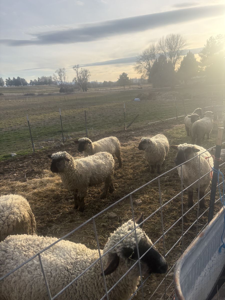 Group of Yearling ewes