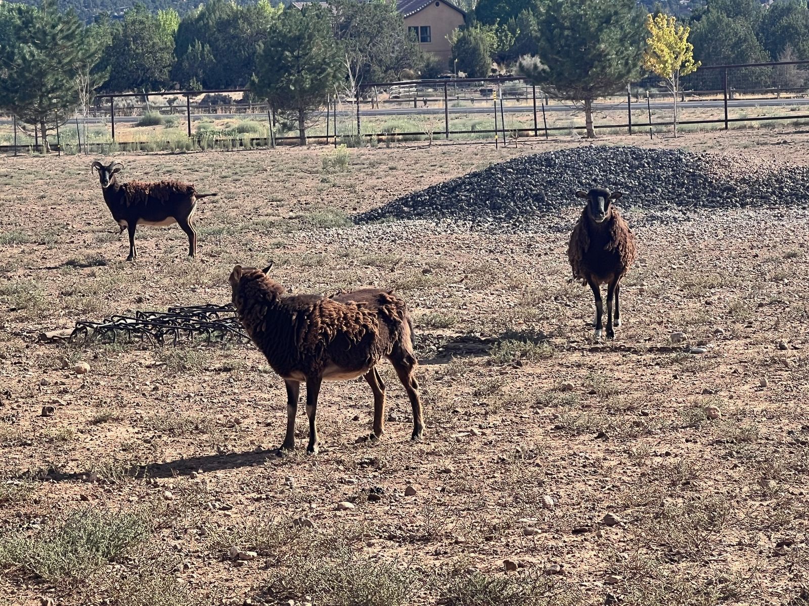 Small flock of 7 Soay ewes for sale