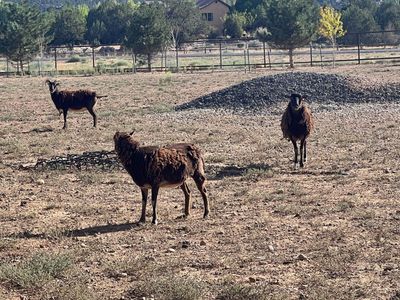 Small flock of 7 Soay ewes for sale