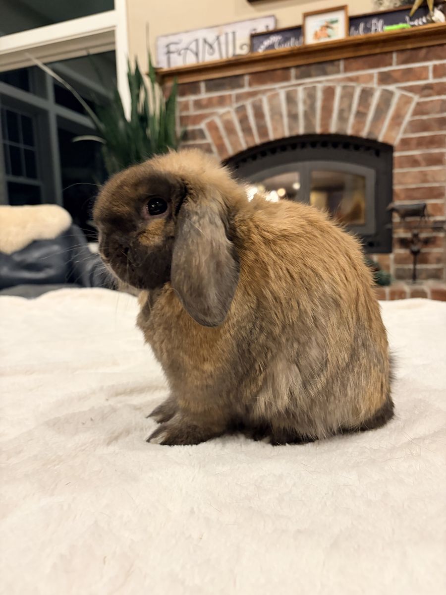 Jr Black Tort Holland Lop doe