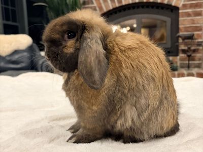 Jr Black Tort Holland Lop doe