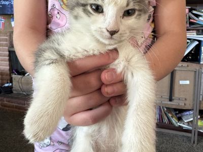 Adorable Domestic Kittens - Grey Tabby and White/Grey Domestic Short Hair