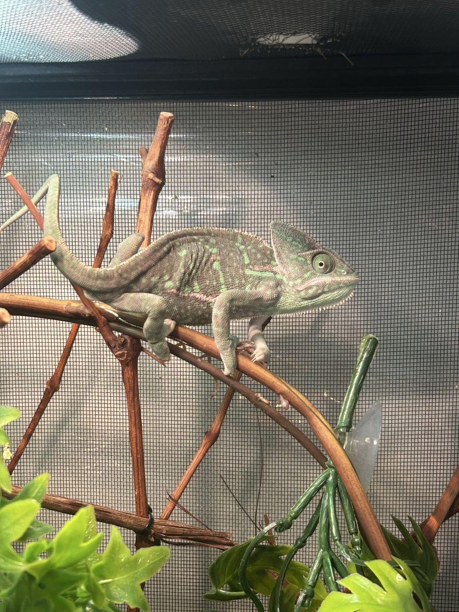 Veiled Chameleon