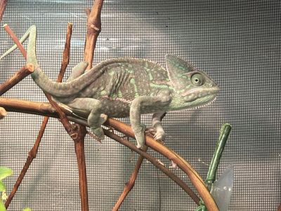 Veiled Chameleon