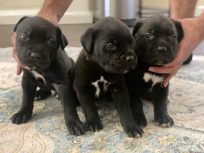 AKC Cane Corso Puppies