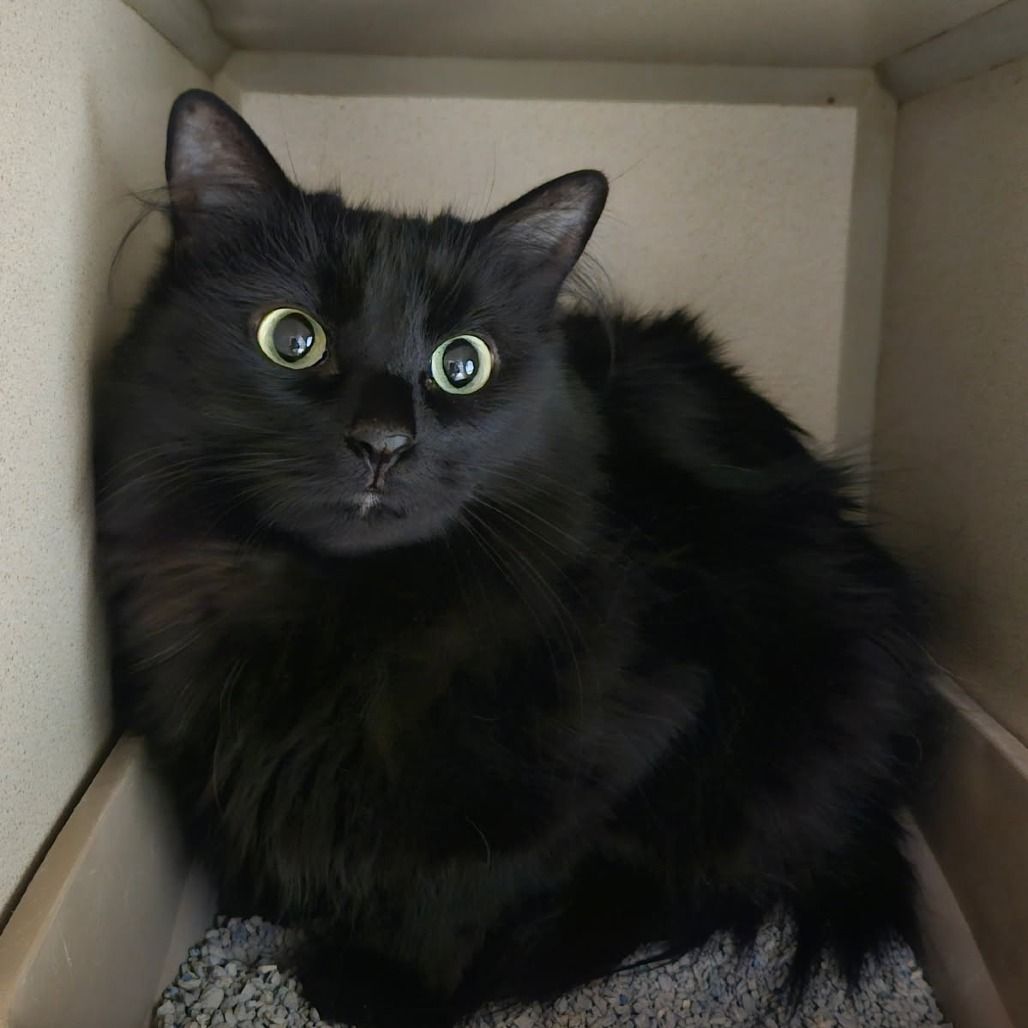 Hello my name is "Loki"