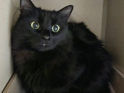 Hello my name is Loki