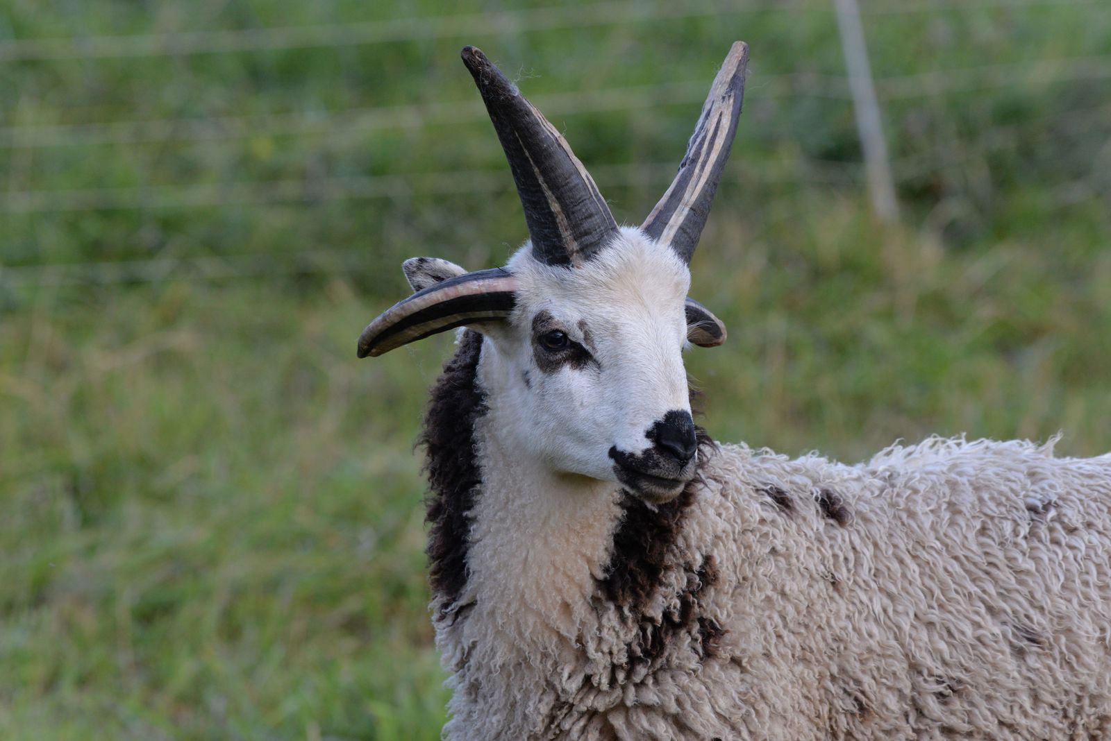Jacob Sheep 4 Horn Ram Lamb For Sale (Ernie)