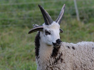 Jacob Sheep 4 Horn Ram Lamb For Sale (Ernie)