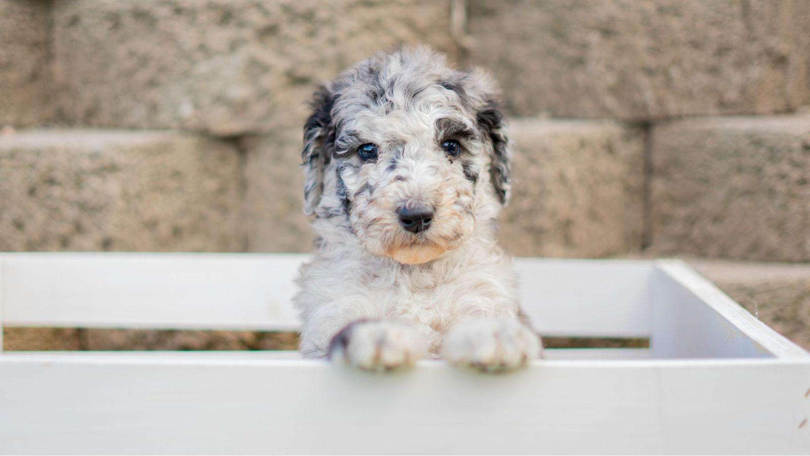 Health tested standard poodle!