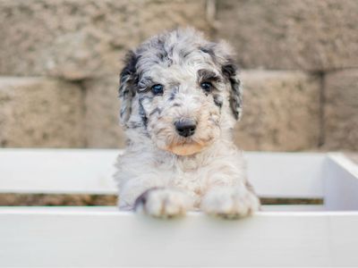 Health tested standard poodle!