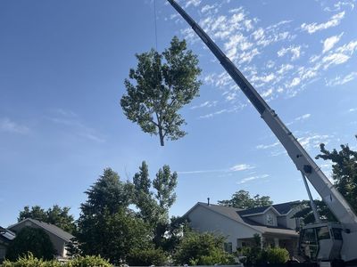 Tree Pruning | Tree Removal | Emergency Tree Services | Licensed & Insured | Tree Easy