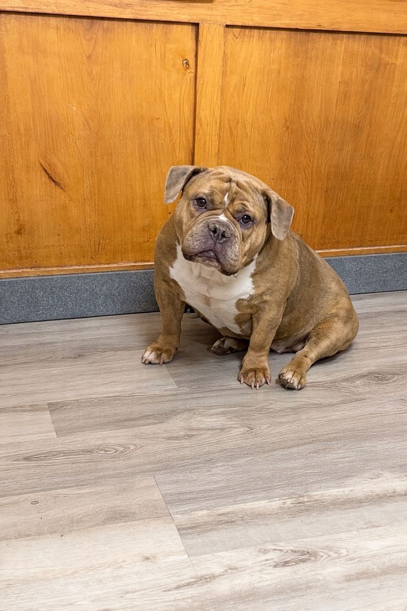 English Bulldog