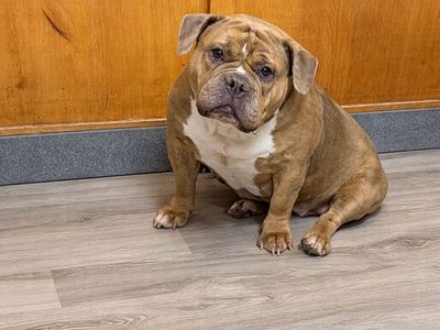 English Bulldog