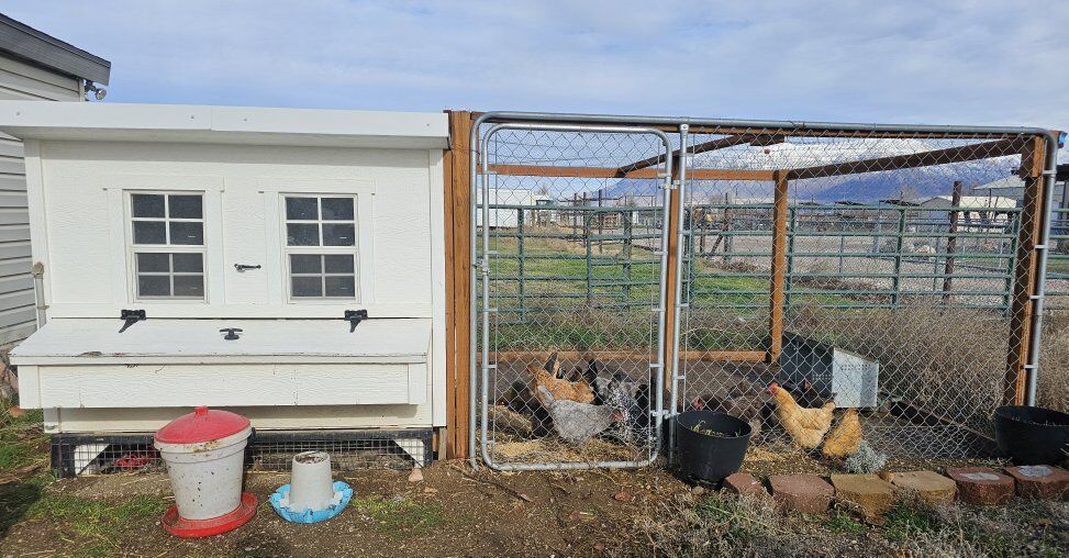 Chicken Coop & Run