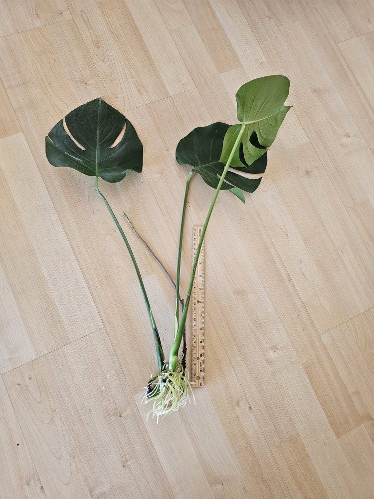 Monstera Deliciosa Plant Cutting - Live, Rooted, Large Leaves - Ready to Plant!