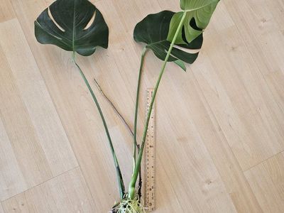 Monstera Deliciosa Plant Cutting - Live, Rooted, Large Leaves - Ready to Plant!