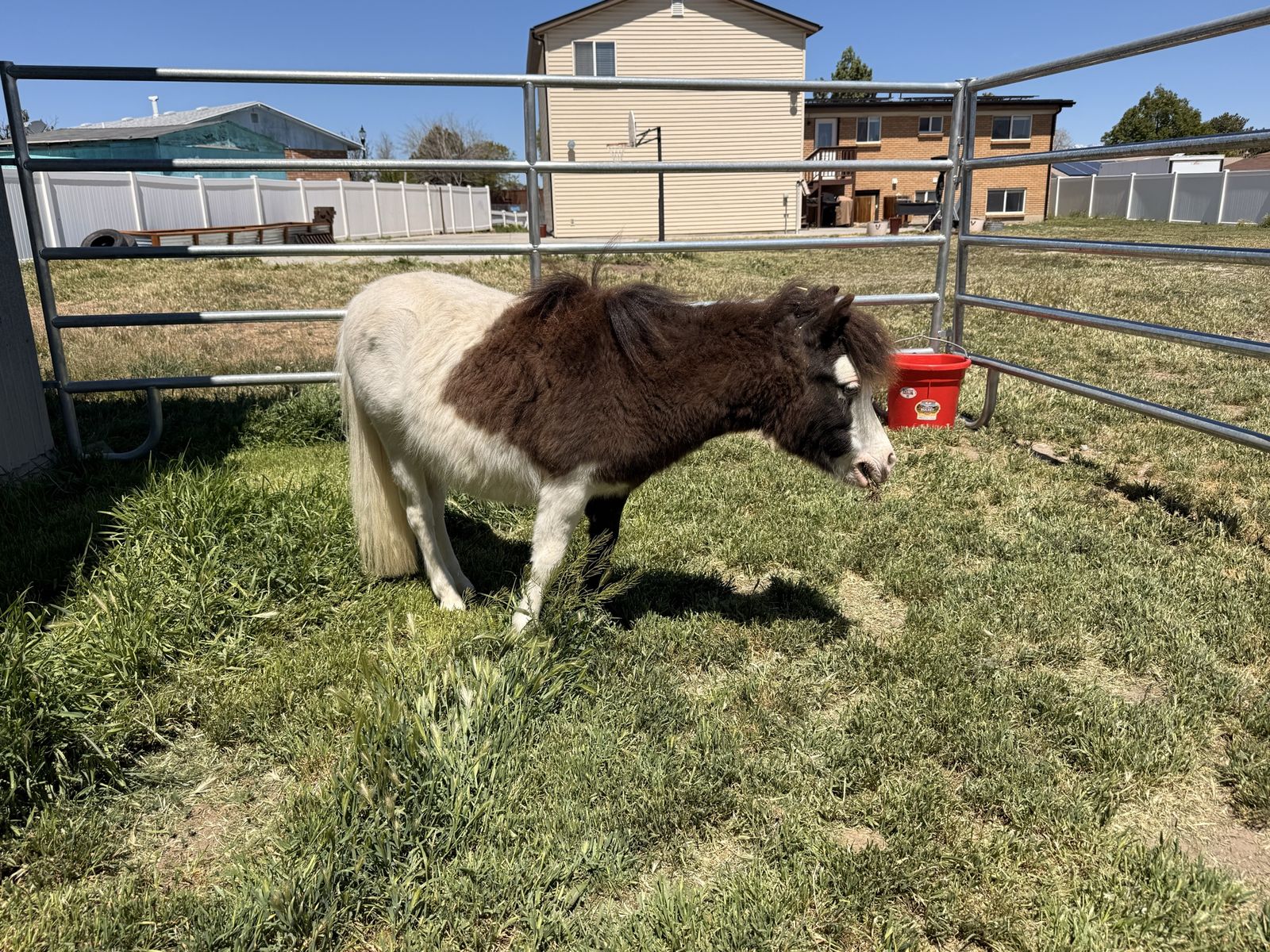 9 month old mini colt