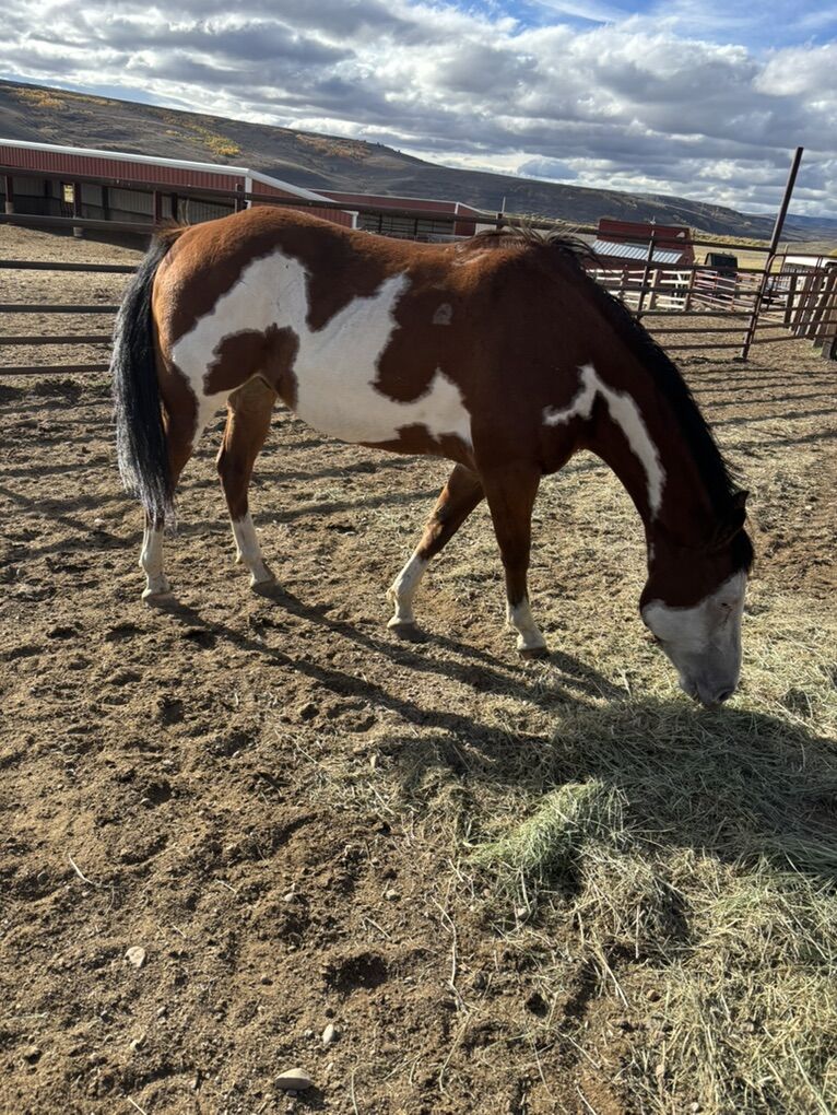 Quater pony 4 Yr Old