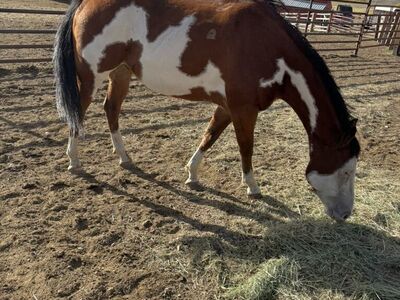 Quater pony 4 Yr Old