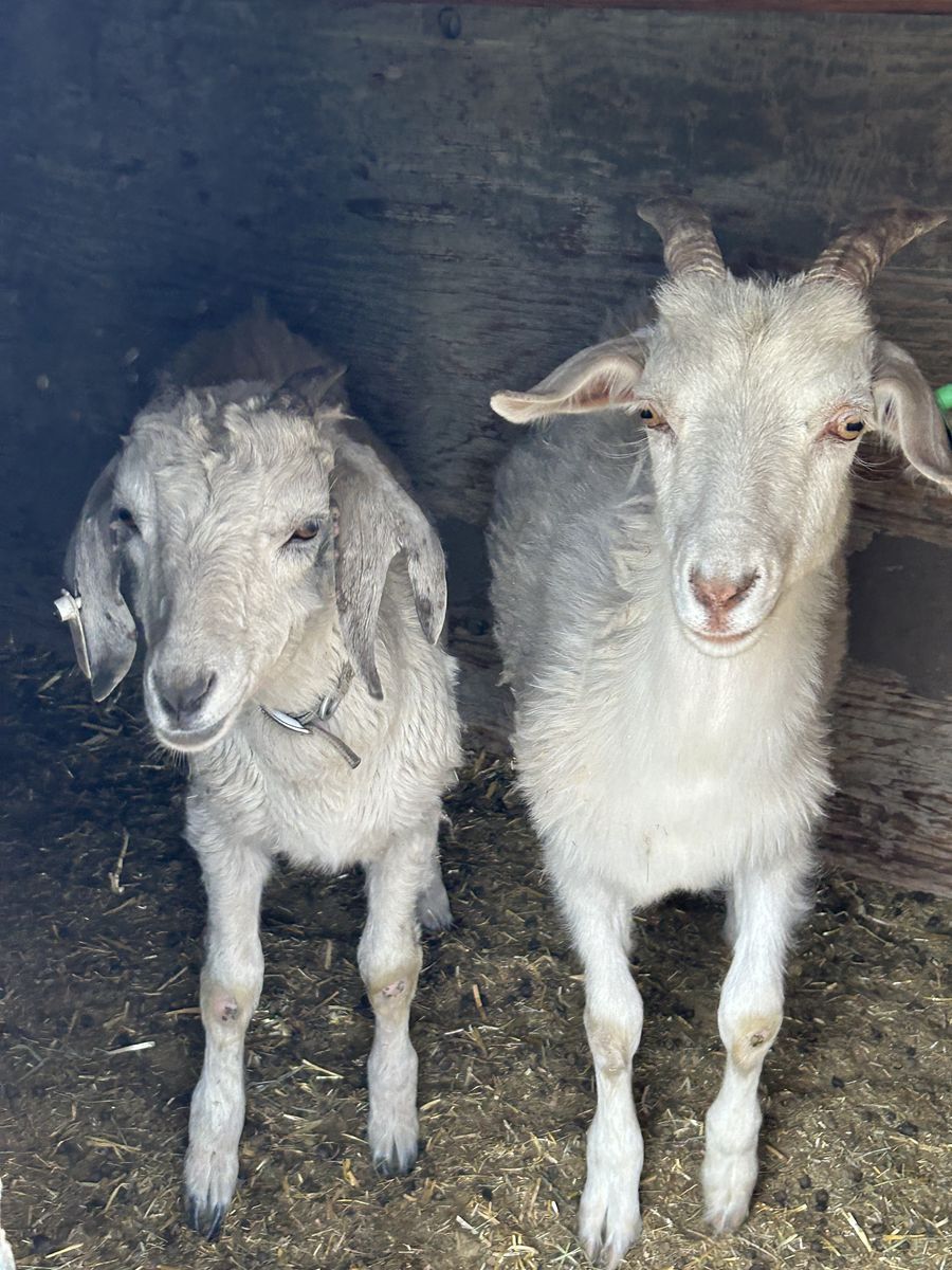 Goat tying goats