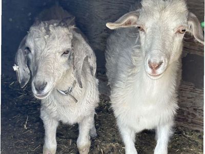 Goat tying goats