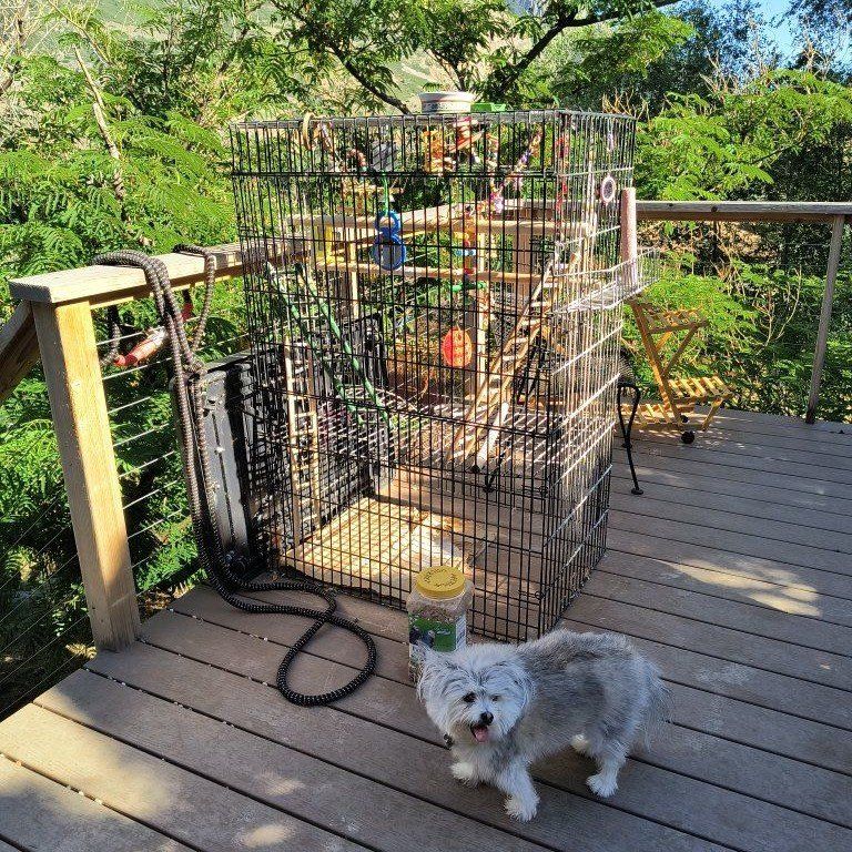 Bird Cage