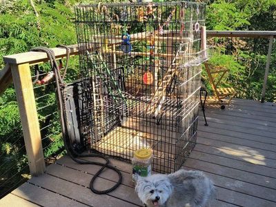 Bird Cage