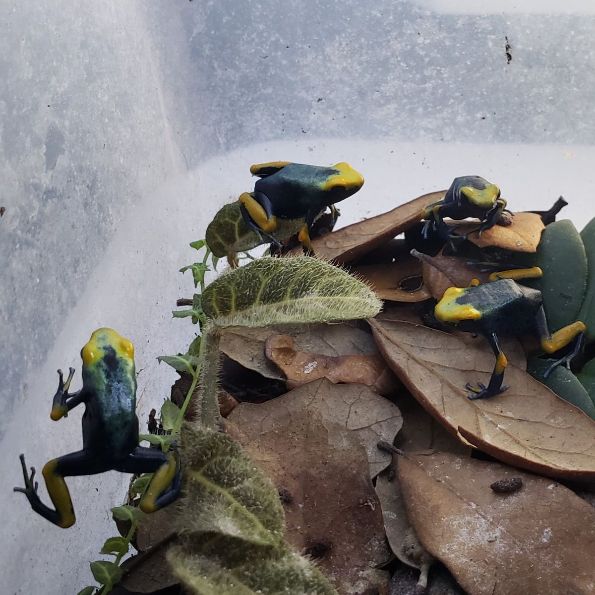 Peacock juvenile dart frogs