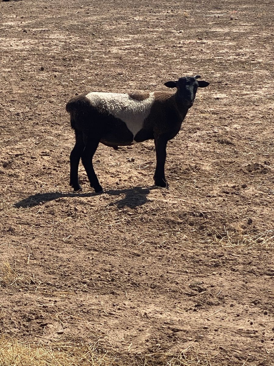 Duper ram lamb