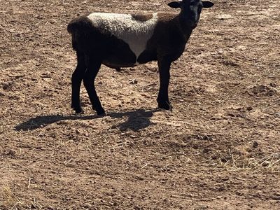 Duper ram lamb