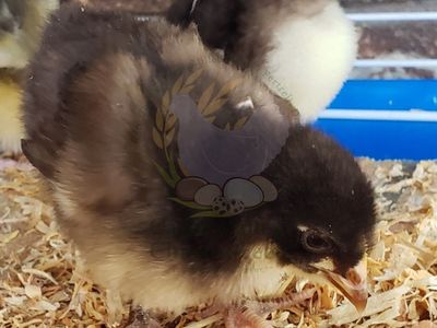 SexLink Orpington Chicks, High Quality, NPIP Cert