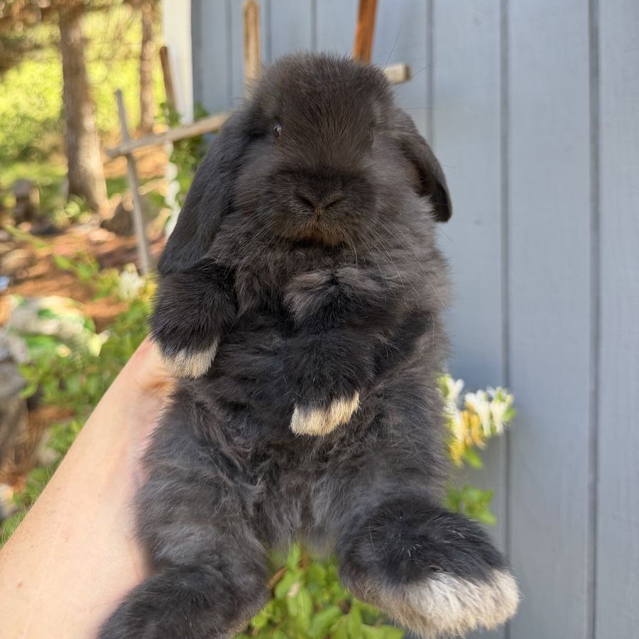 Black Purebred Pedigreed Holland Lop Bunnies