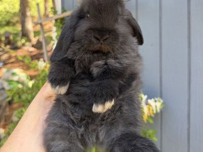 Black Purebred Pedigreed Holland Lop Bunnies