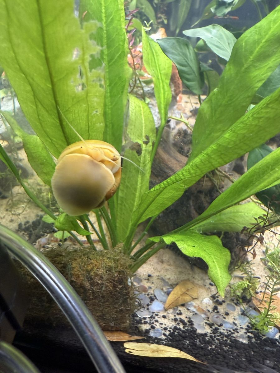 Free mystery snail large