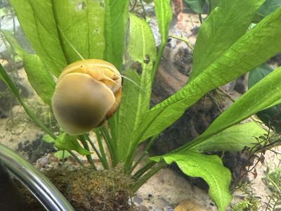 Free mystery snail large