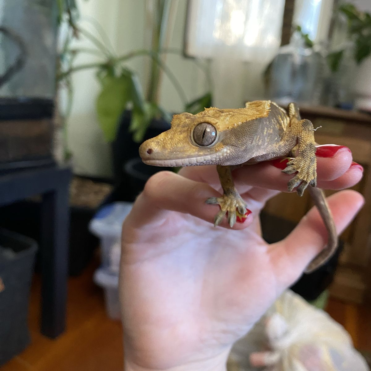 2yrd Crested Gecko
