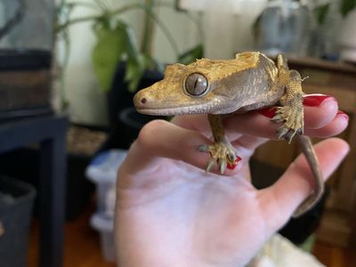 2yrd Crested Gecko