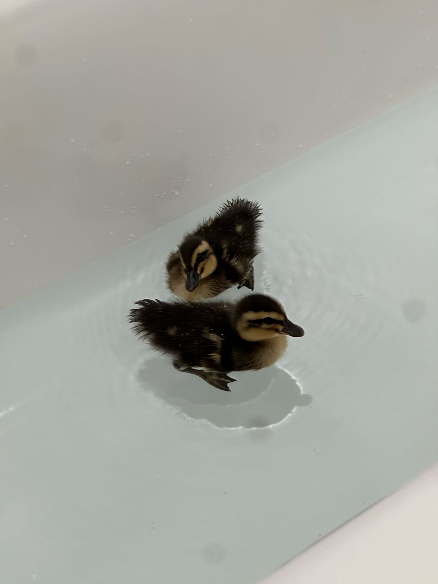 ducklings for sale